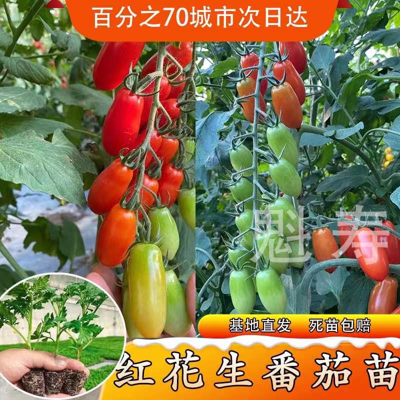 红花生番茄种子苗超甜樱桃小圣女果种籽孑春季四季阳台盆栽高产