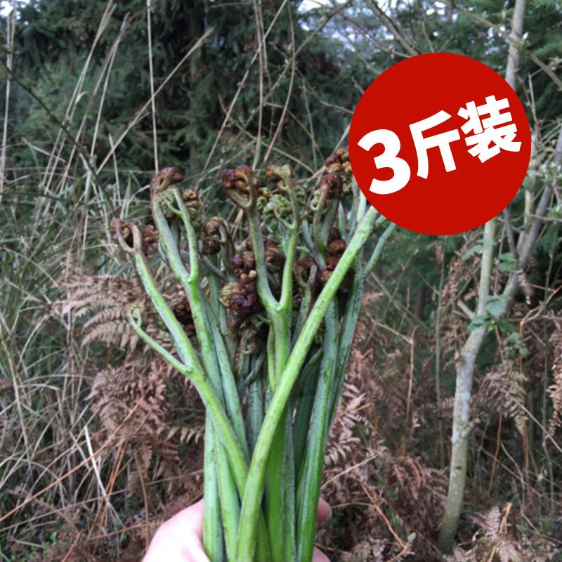 贵州野生蕨菜现摘现发包邮