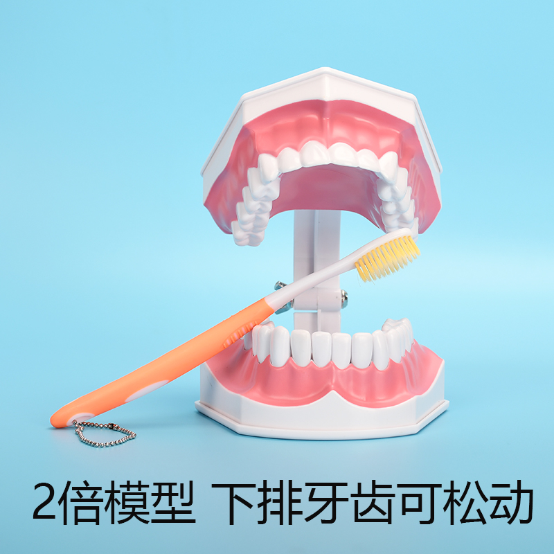 牙齿模型幼儿园早教刷牙模具标准两倍假牙科儿童宝宝口腔教学道具