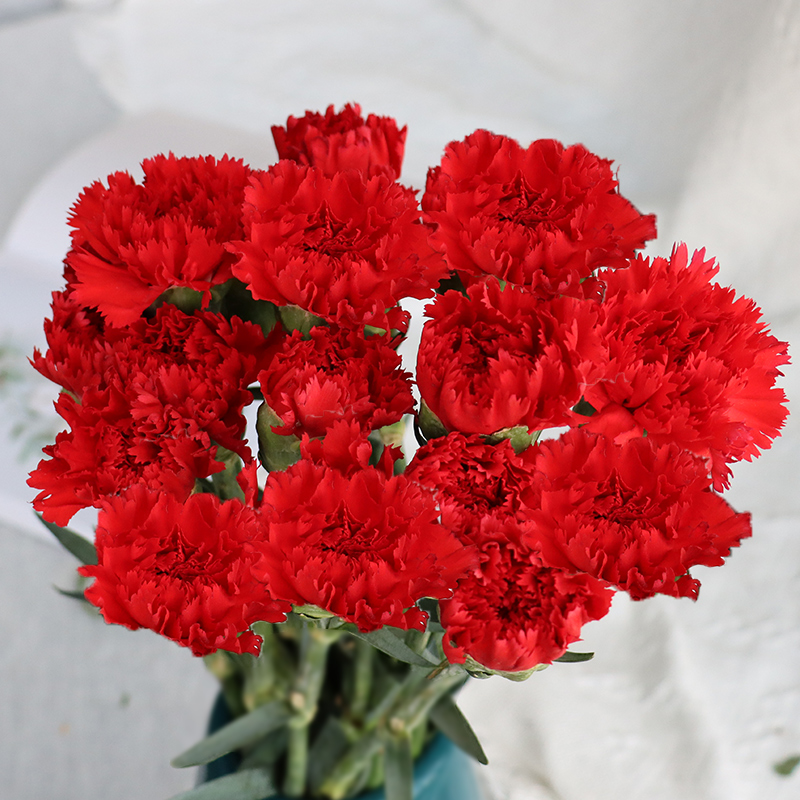 红色康乃馨鲜花花束云南鲜花基地直发母亲节礼物速递送妈妈的插花