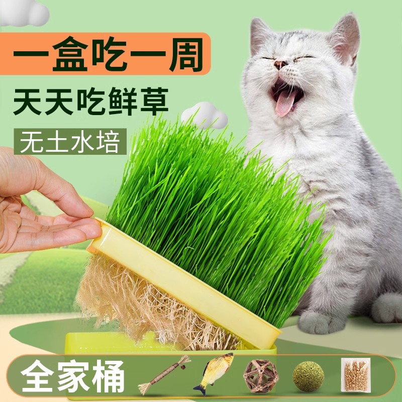 猫草盆栽种子水培盒猫薄荷化毛草无土猫草育苗盘猫零食成幼猫用品