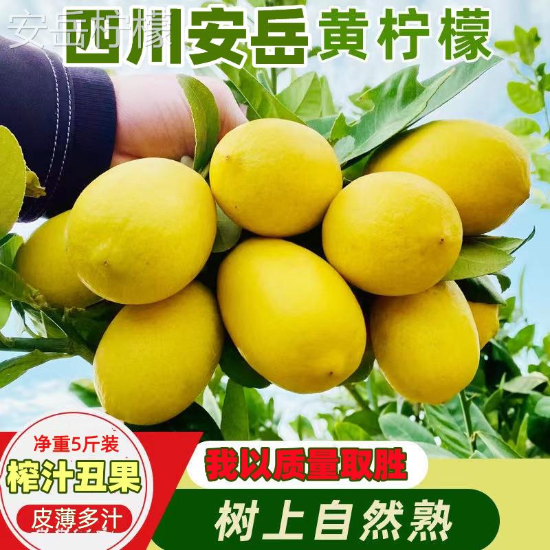 四川安岳黄柠檬二三级丑果5斤装皮薄多果汁新鲜水果现摘现发整箱