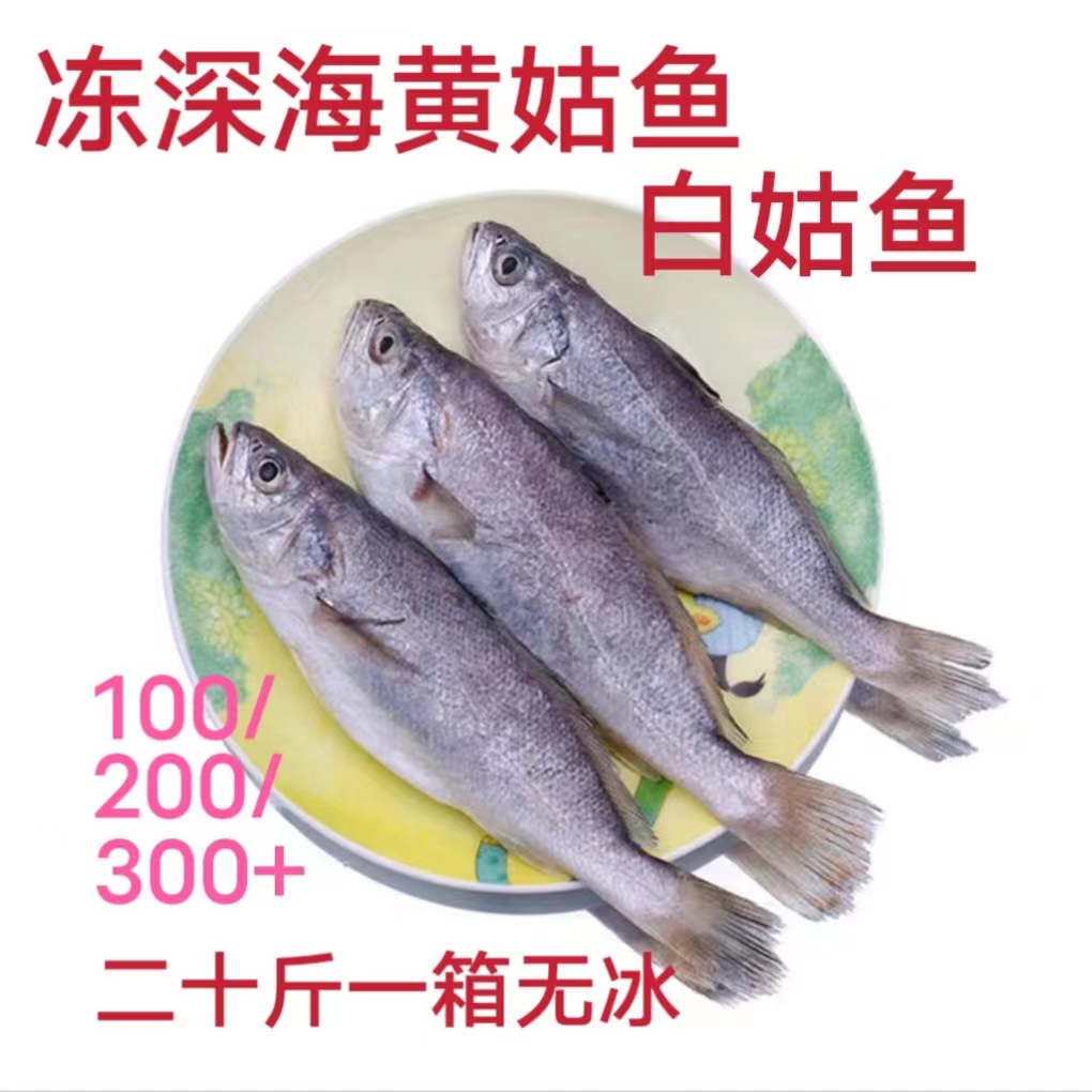 冷冻深海新鲜 黄姑鱼 白姑鱼 食堂快餐食材 二十斤一箱近可包邮