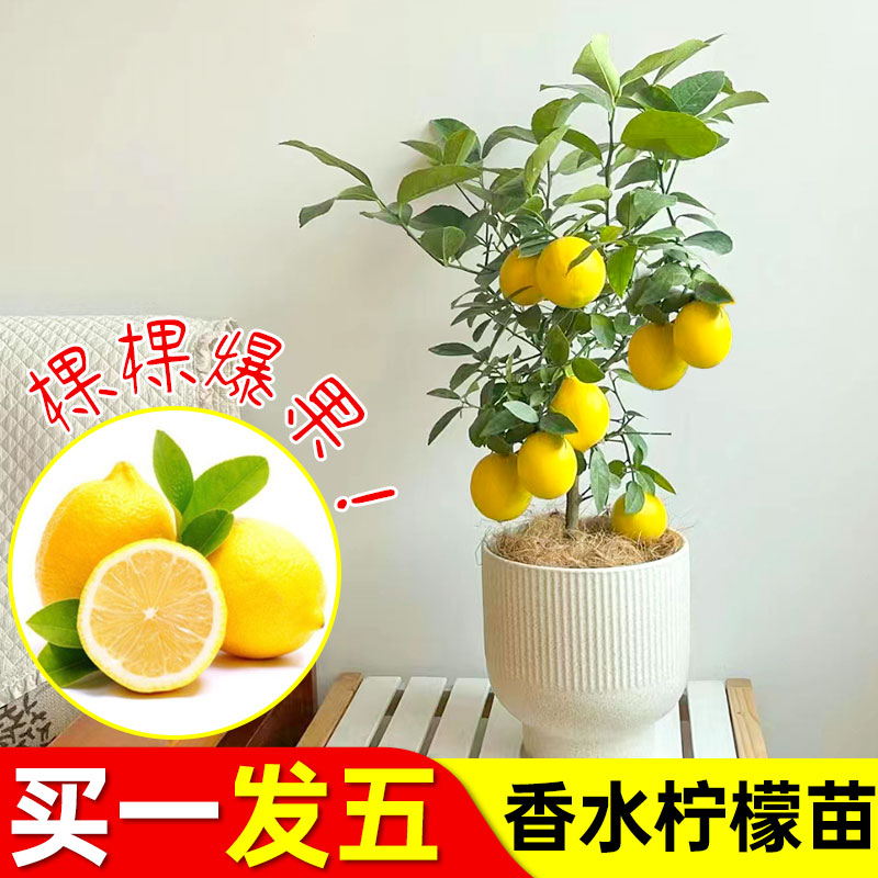 正宗香水柠檬树苗嫁接台湾果苗南方当年结果盆栽地栽四季无籽扦插
