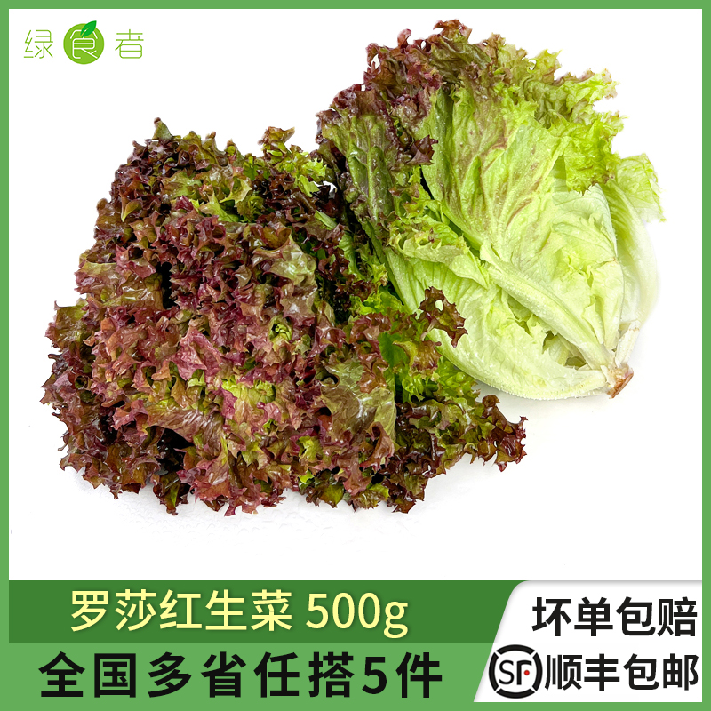 绿食者 红叶生菜500g 罗莎红生吃紫叶生菜 新鲜蔬菜西餐沙拉食材