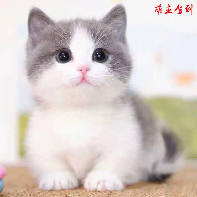 纯种英短蓝猫活体蓝白英短猫幼猫矮脚猫折耳小猫活物英短蓝白猫咪