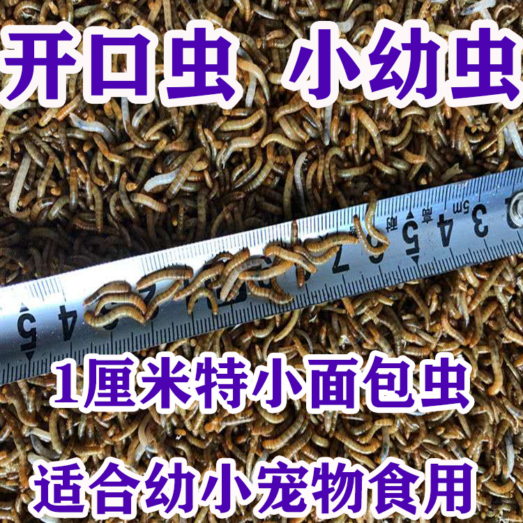 开口虫小面包虫1厘米1.5厘米小虫子黄粉虫活体蜘蛛守宫石蛙蝎子