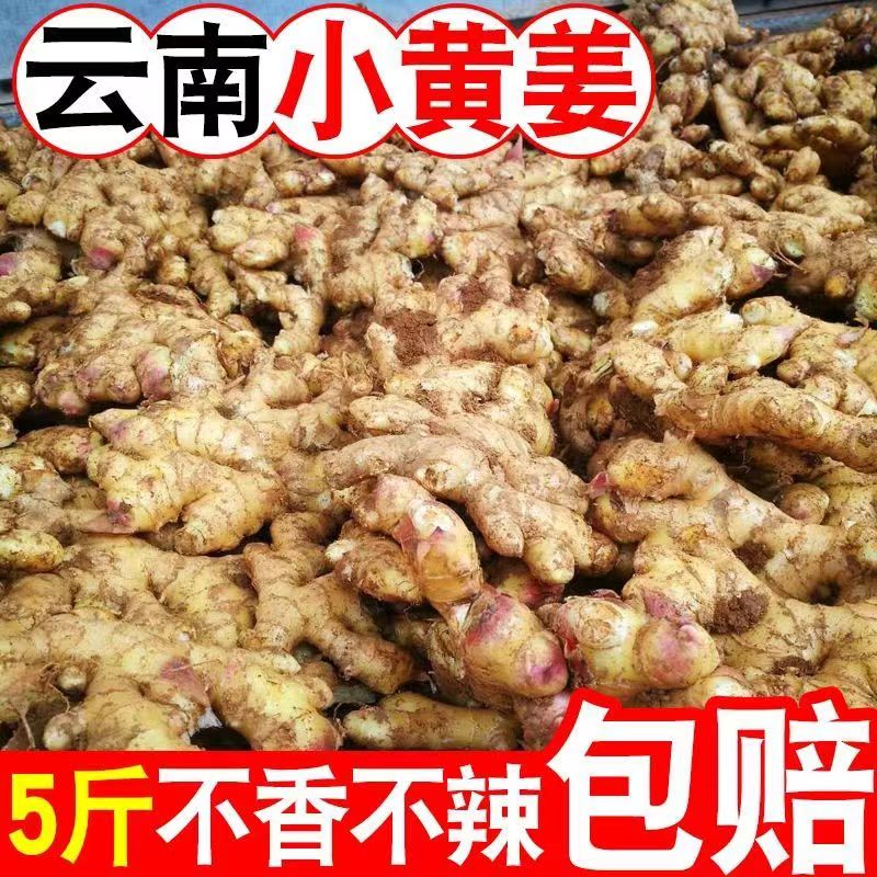 云南小黄姜山区现挖生姜农家新鲜土姜月子姜食用嫩姜3斤5斤