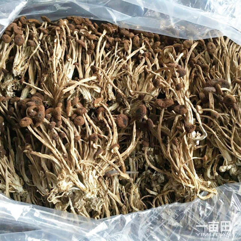 江西特产农家干茶树菇不开伞2024新货茶薪菇干货500g一斤装包邮