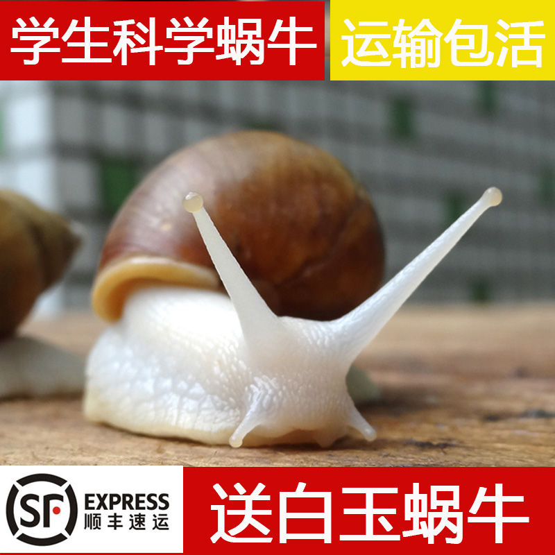 蜗牛宠物活体白玉大蜗牛饲料学生科学实验幼儿园窝牛活物  顺丰