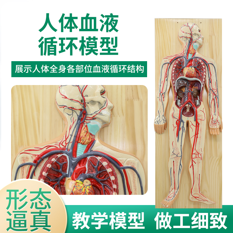 人体血液循环系统模型内脏心v脏器官血管解剖模型医院学校教学教