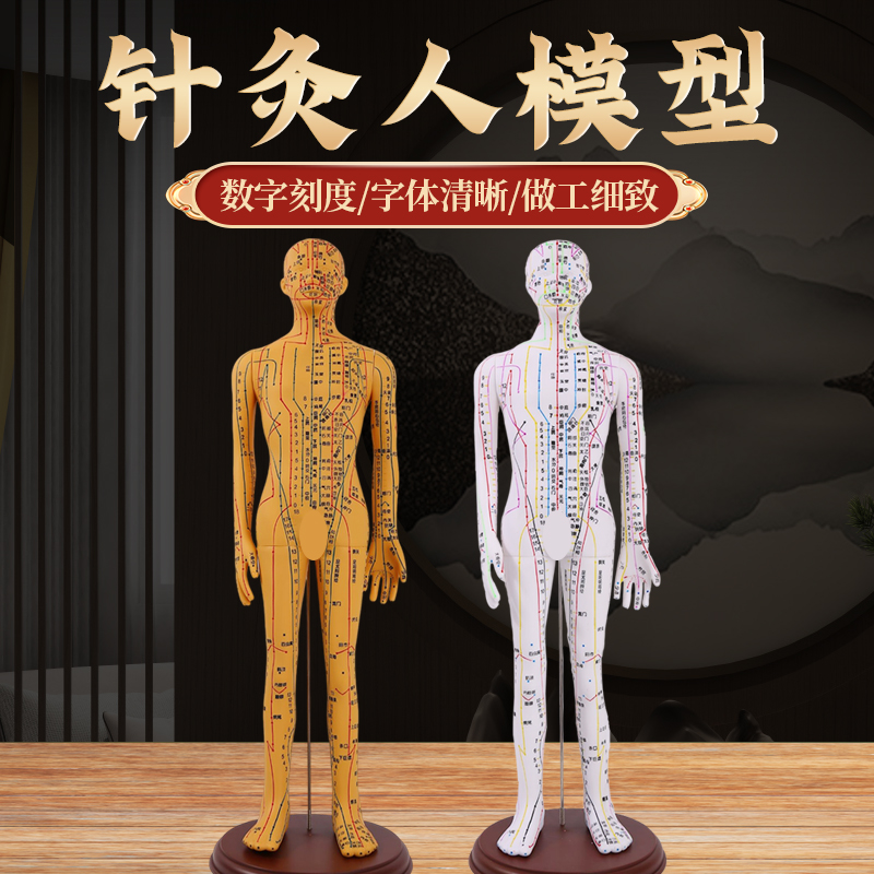 中医针灸穴位图人体模型50cm男女模型清晰经络小人体针灸穴位模型