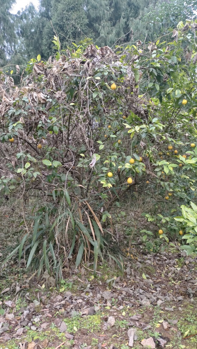 四川安岳野生有机黄柠檬当季新鲜水果5斤包邮家庭孕妇装