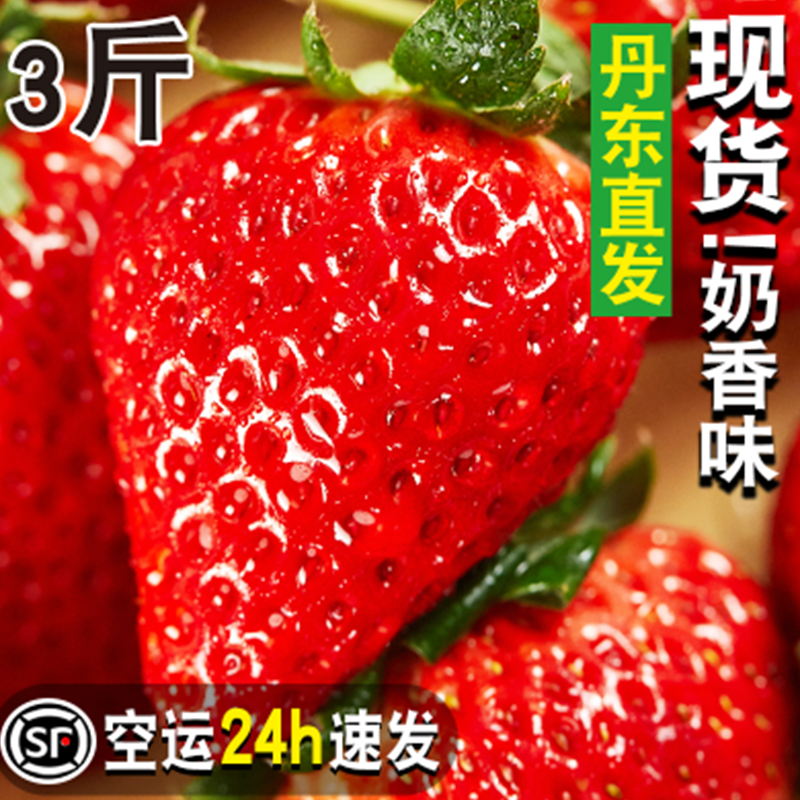 【假一赔十】正宗丹东99草莓新鲜东港红颜九九奶油大草莓孕妇水果