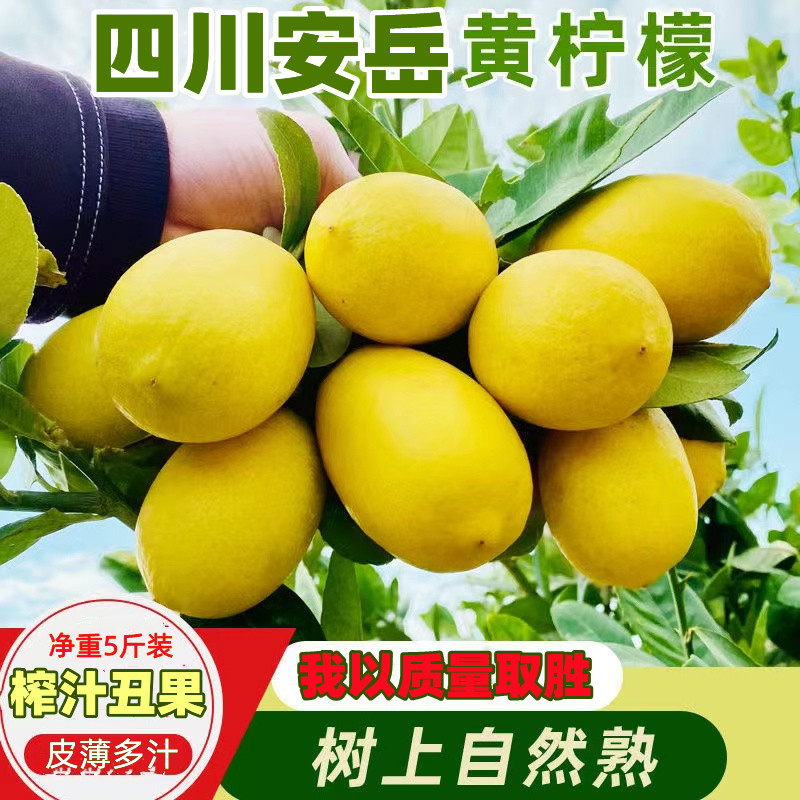 四川安岳黄柠檬二三级丑果5斤装皮薄多果汁特价3天