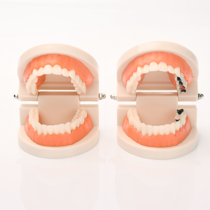 牙齿模型幼儿园早教刷牙模具标准两倍假牙科儿童宝宝口腔教学道具