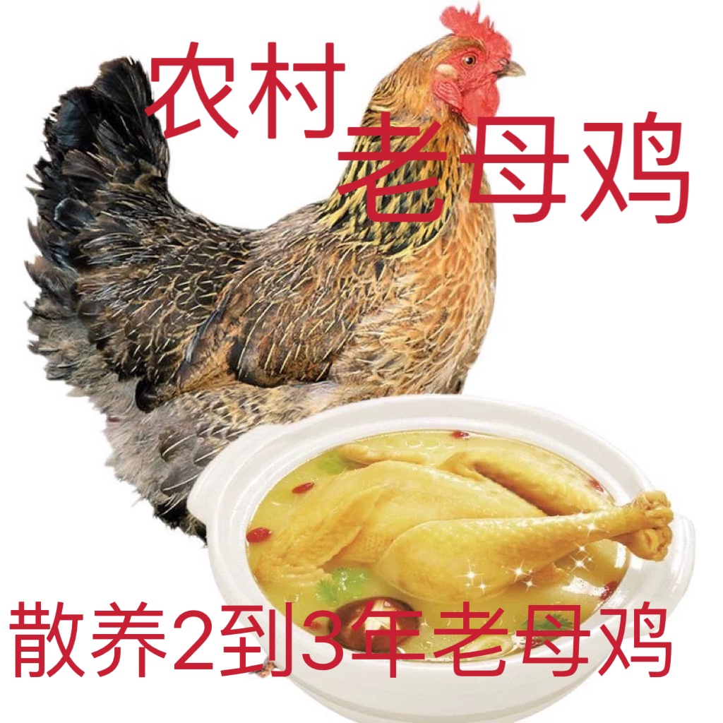 农村散养3年老母鸡月子营养补品炖汤高山草地鸡五谷杂粮土鸡煲汤