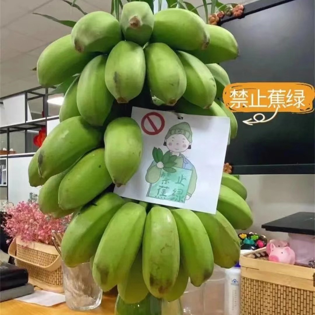 禁止蕉绿整串小米蕉桌面绿植可观赏可食用静止蕉绿拒绝蕉绿