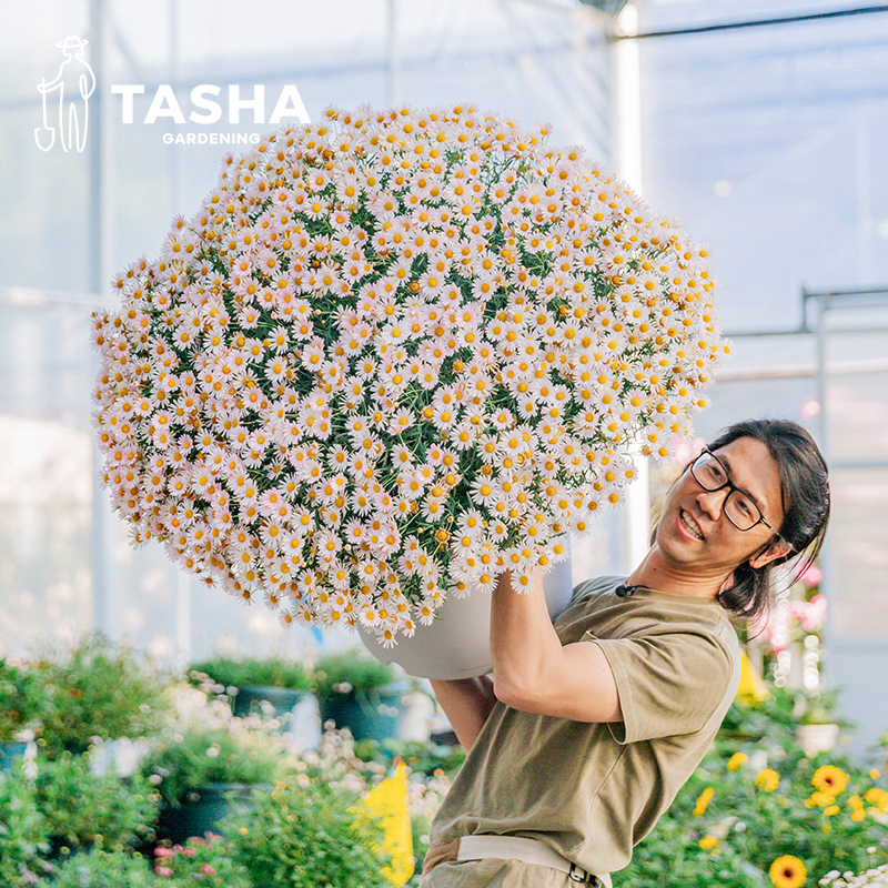 塔莎的花园 玛格丽特盆栽带花花苗糖果粉巨人庭院阳台菊科花卉