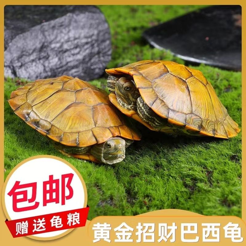 巴西小乌龟活体宠物龟活物红耳龟水龟观赏乌龟厂家直销地摊巴西龟