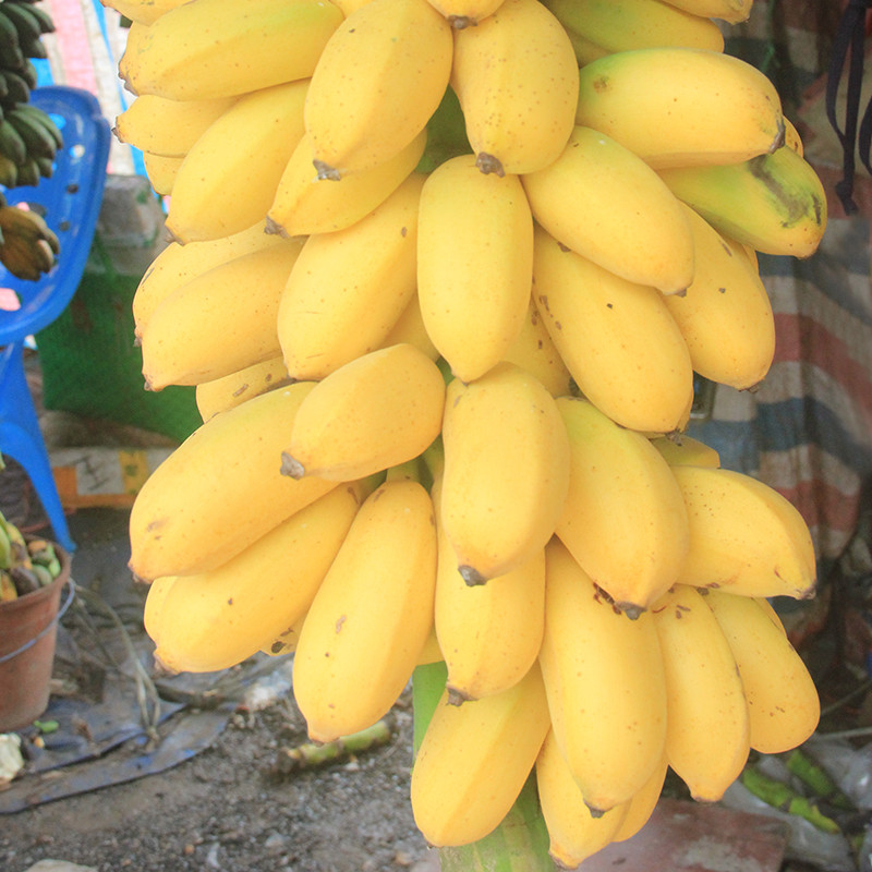 广西新鲜小米蕉装粉糯10斤整箱孕妇农食品水果香蕉季自然熟