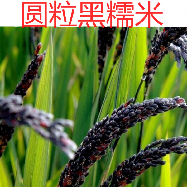 圆粒血糯米水稻种子 彩色稻种 血糯种 粳稻 紫叶血糯米