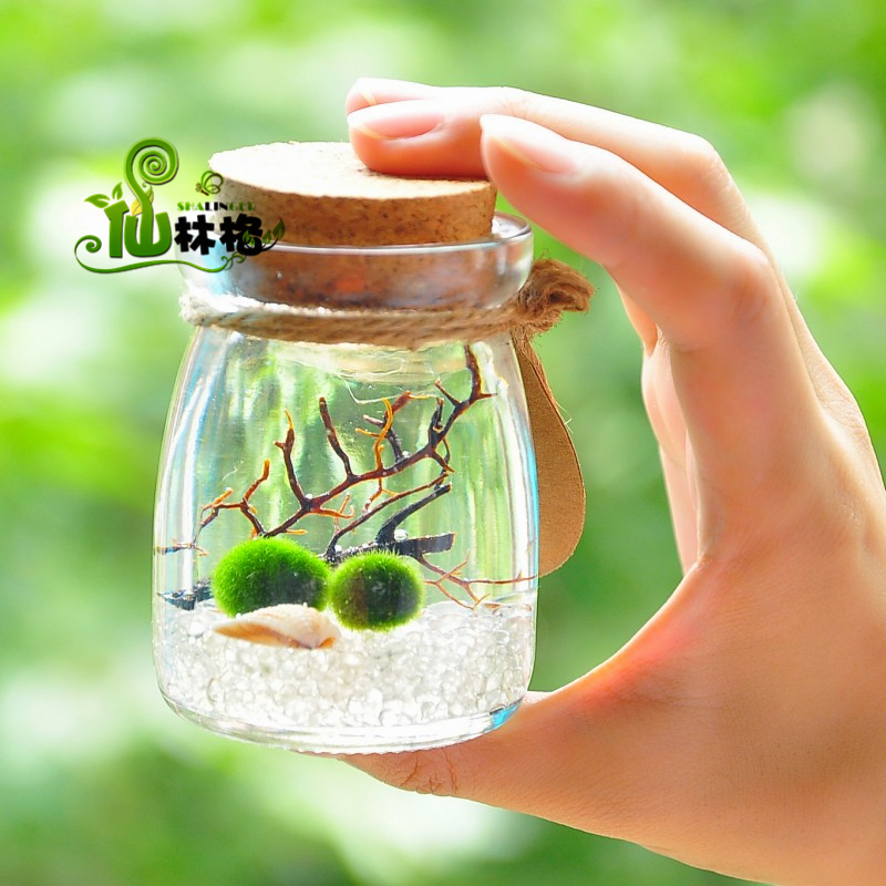 仙林格新奇礼品marimo海藻球创意迷你植物苔藓世界生态瓶水培盆栽