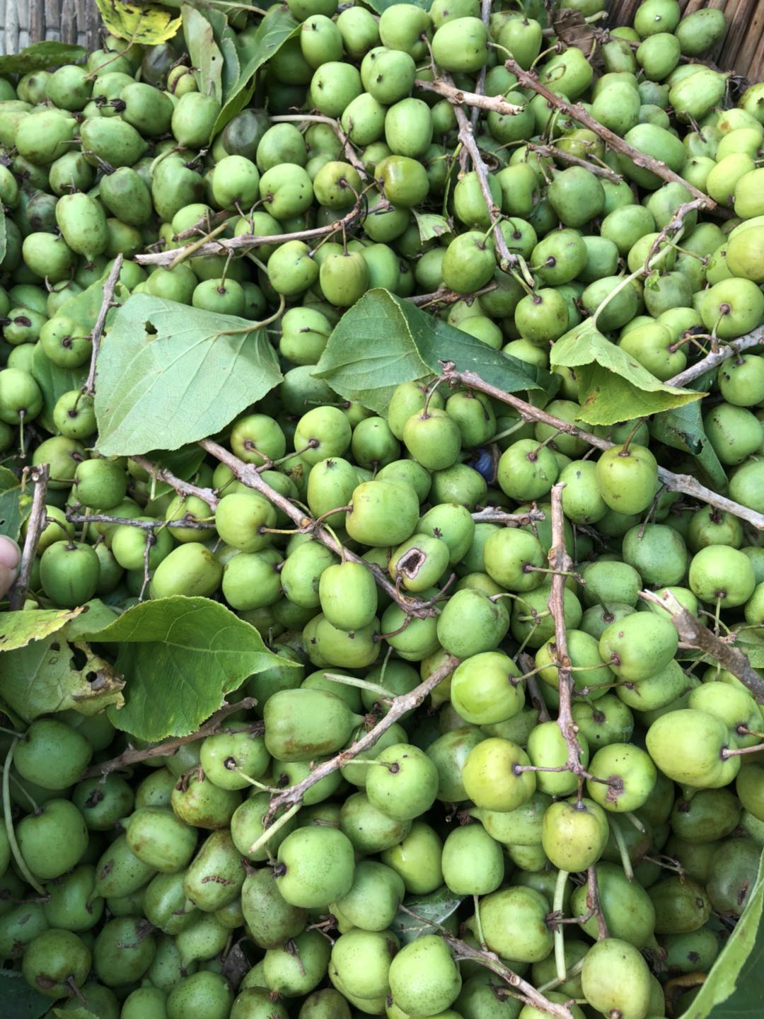 山水小镇 野生圆枣子 特产水果 野生猕猴桃(每年九月到十月初）