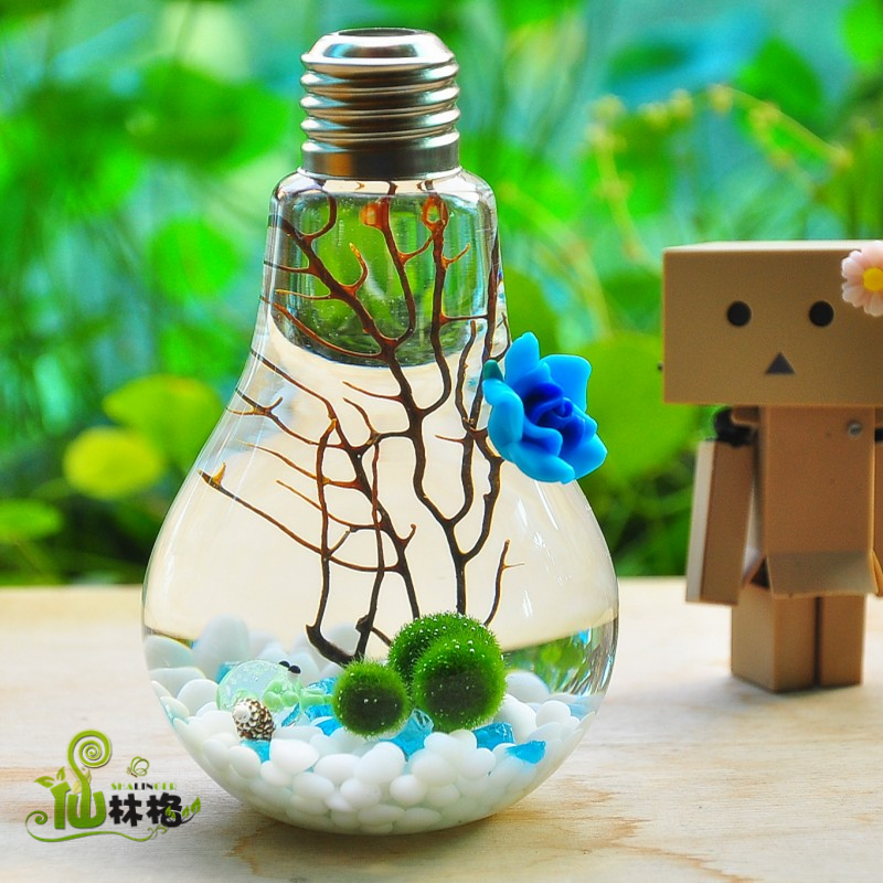 仙林格marimo幸福海藻球苔藓生态瓶创意迷你植物花样时光球藻灯泡