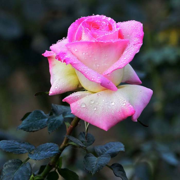 庭院植物阳台盆栽花卉大花月季花苗嫁接苗摩纳哥公主重瓣蔷薇玫瑰
