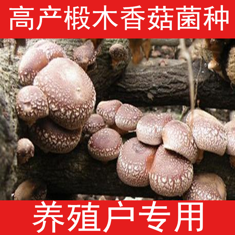 椴木香菇菌种原种 香菇菌种菇种 冬菇 蘑菇 香菇种子 木头菌种